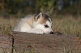 ALASKAN MALAMUTE 529